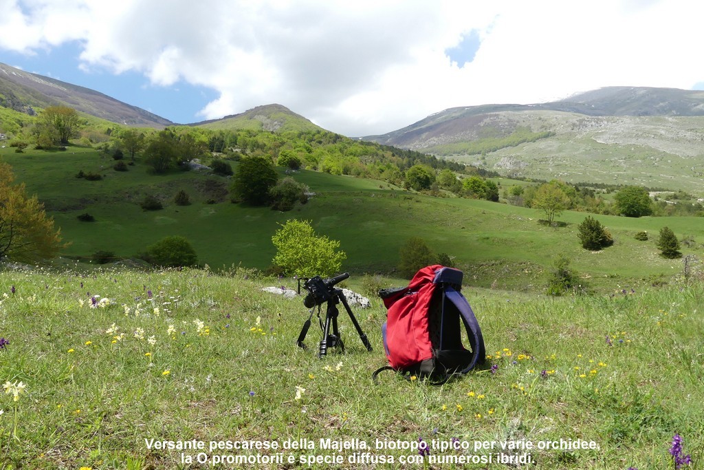 Ophrys promontorii : Abruzzo e Lazio 2019